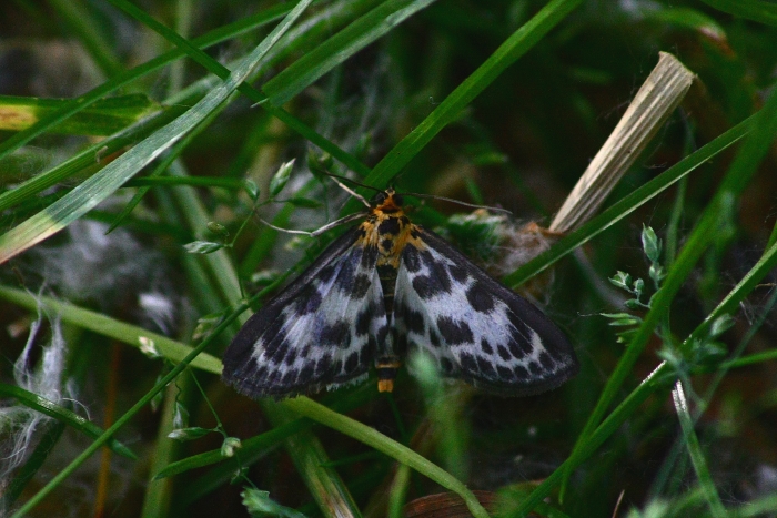 Eteroceri Parco del Ticino